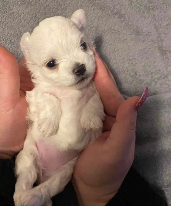 Cucciolo di Maltese Toy bianco tenuto delicatamente tra le mani